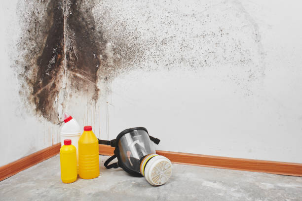 Mold Testing and Removal in Plattsmouth, NE