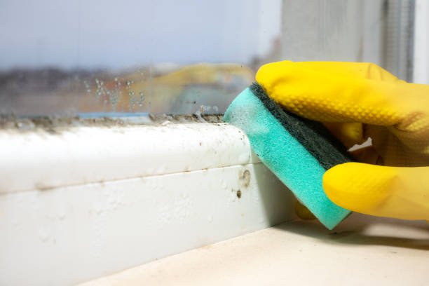 Professional Mold Removal in Plattsmouth, NE